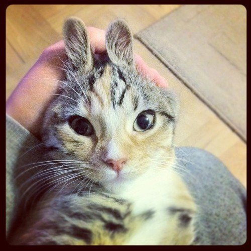 Дарья Малоок