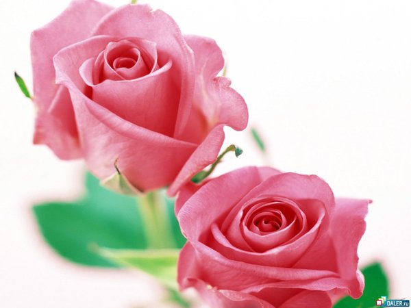 Ольга Бобылёва