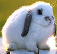 Роман Попов