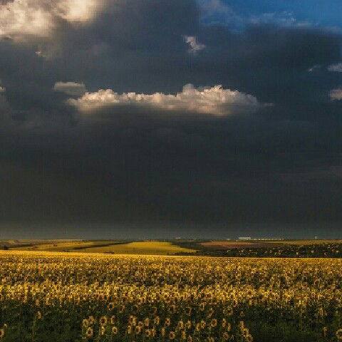 Анна Аксёнова