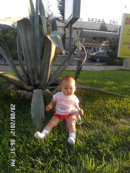 Армия Бакиров