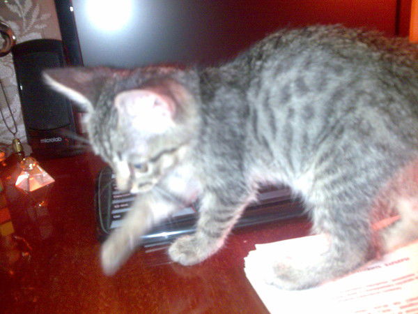 Надежда Балгешеева