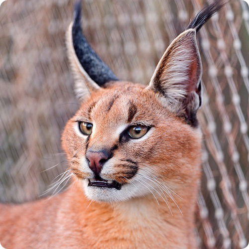 Неизвестно Неизвестно