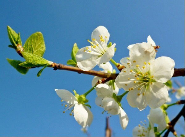 Ориф Бобоев