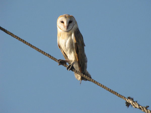 Иван Тонкоголос