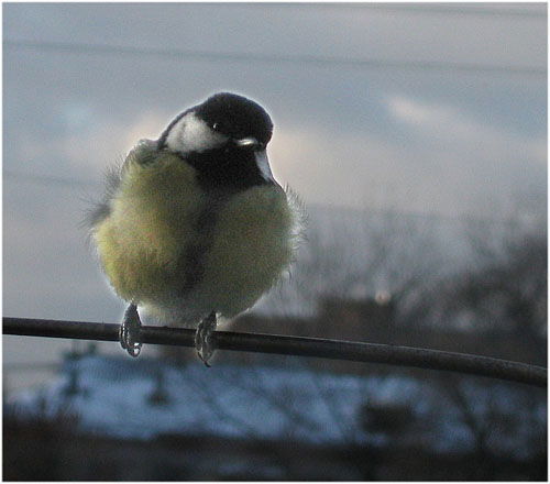 Рушана Егорова