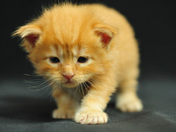 Ольга Бирюкова