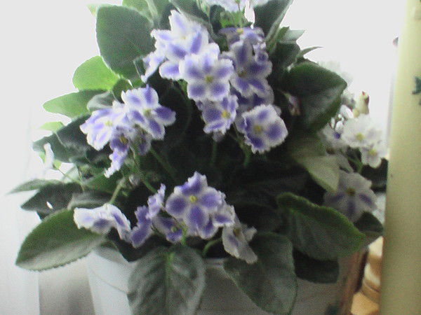 Тамара Христич