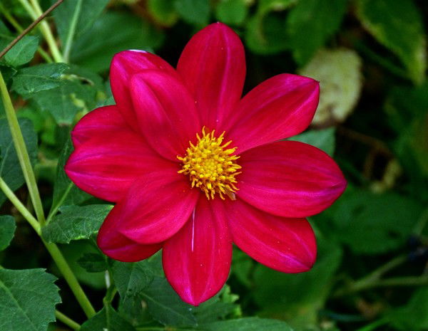 Нина Виноградова