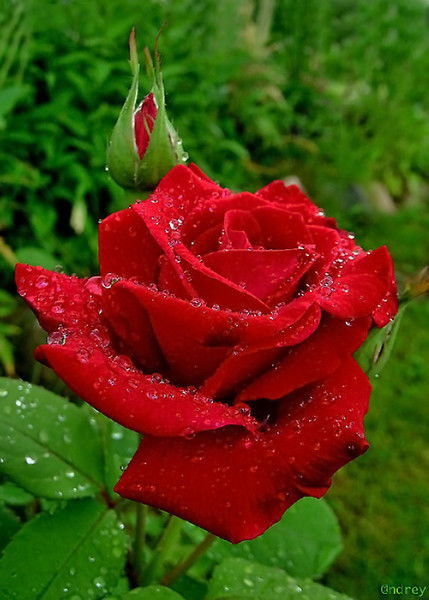 Антонина *****