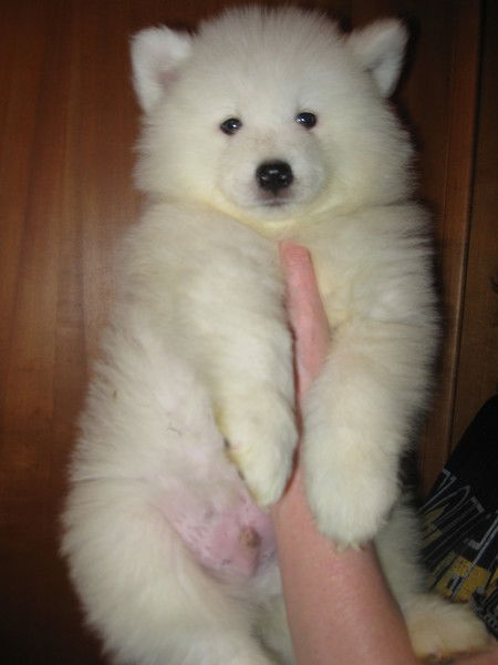 Олег И (Татьяна) Лепесов