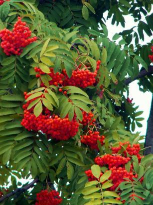 Рябинка Детский Сад № 38