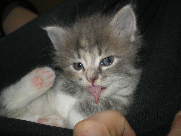 Светлана Фефелова