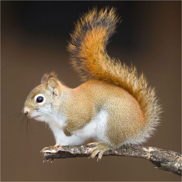 Ирина Варенкова