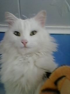 Ника Рутковская