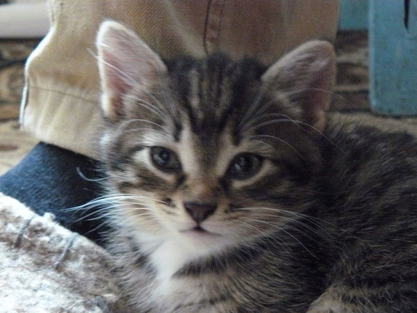 Евгений Кузьмич Костров