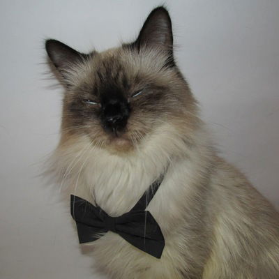 Сережа Шишкин