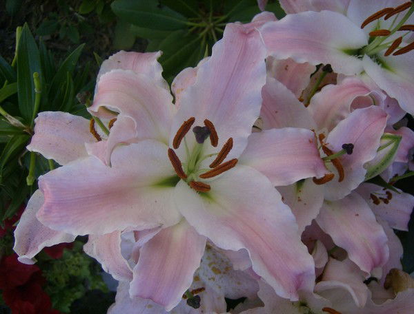 Надежда Надежда