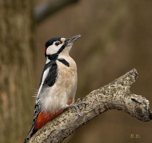 Евгений Дятел