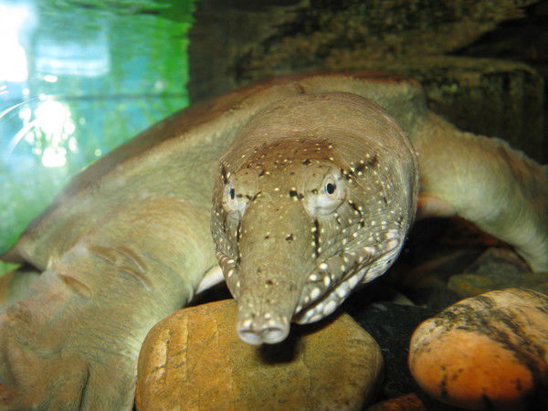 Ольга Львовна Жарова