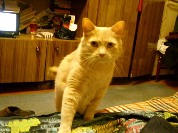 Андрей Мусатов