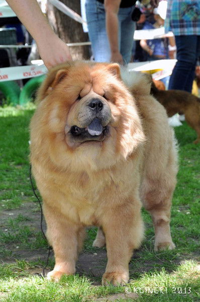 Виолетта Тишанская