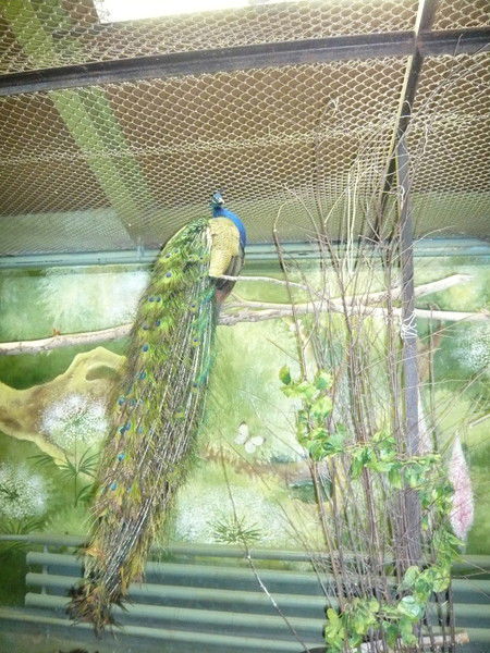 Елена Некрасова