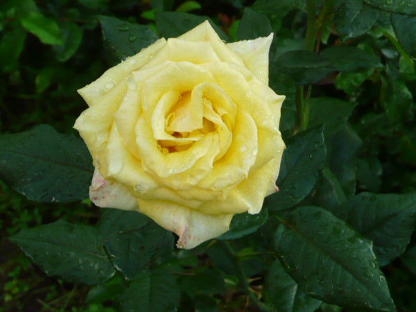 Столярова Татьяна