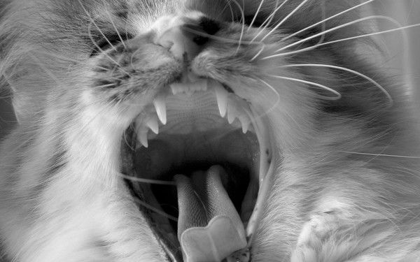 Константин Жарков