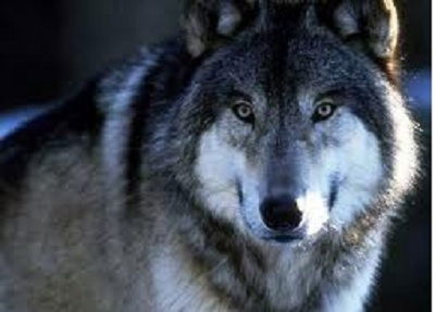 Алмас Каримов