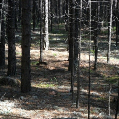 Иван Терешонок