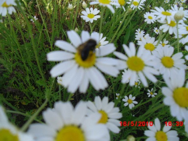 Оксана Михайлюк