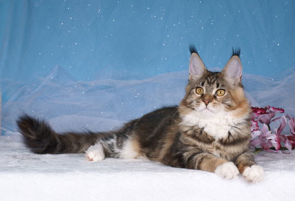 Лариса Федосова