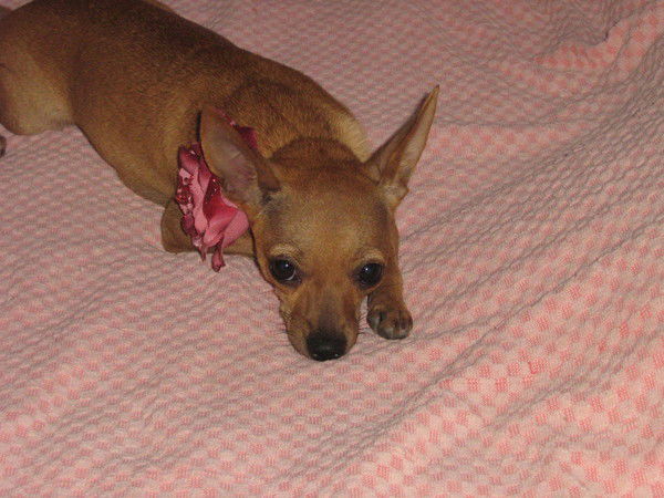 Анжела Макарь