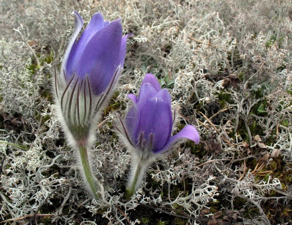 Юлия Анатольевна