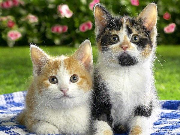 Наташа Губкина