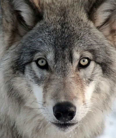 Алексей Вицкий