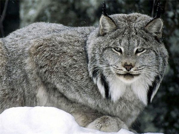 Любовь Стильбо