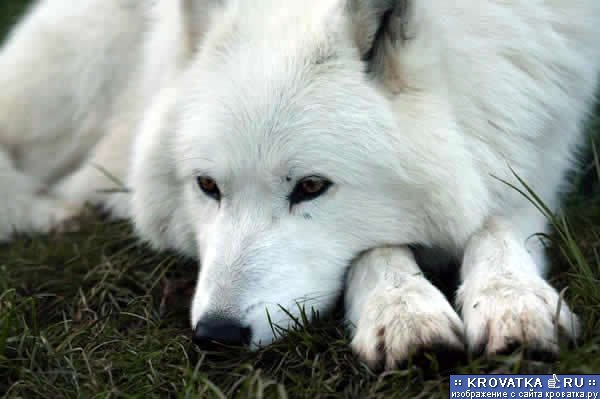 Ольга Пешкина