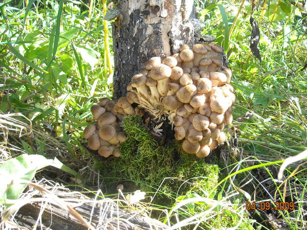 Владимир Егоров