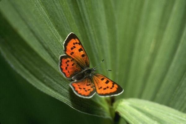 Людмила Шинкевич