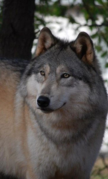 Сайдмагомед Мальсагов