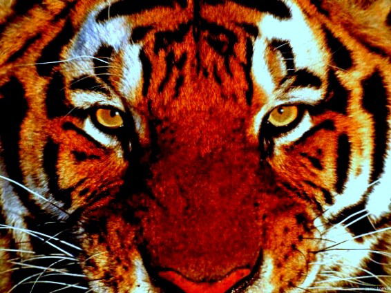 Николай Загоровский