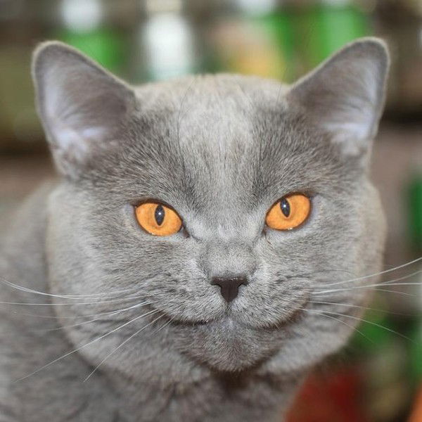 Марина Смирнова