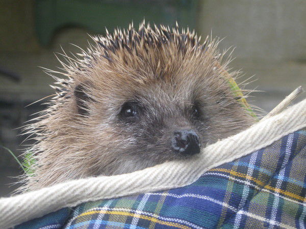 Елена Антропова