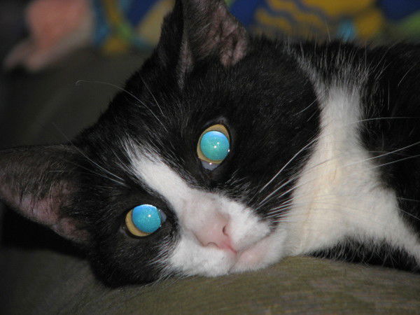 Александр Недбайлов