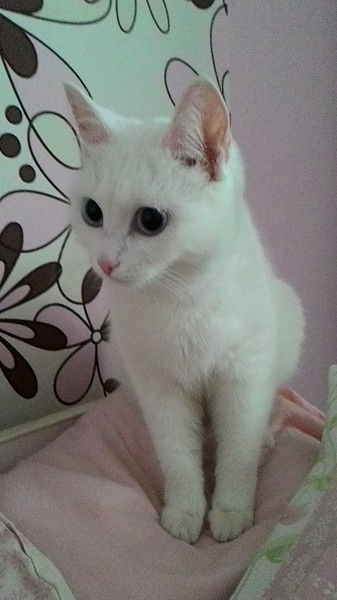 Татьяна Тимошевская