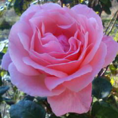 Ольга Букина