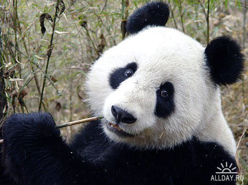 Морозов Антон