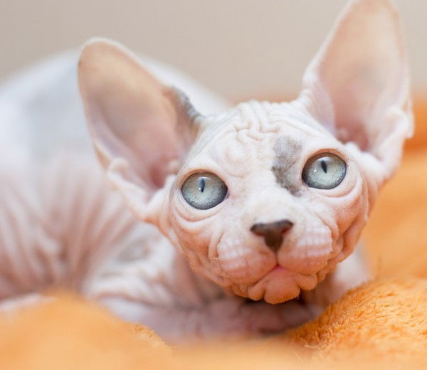 Канадский Сфинкс Булгакова Марина